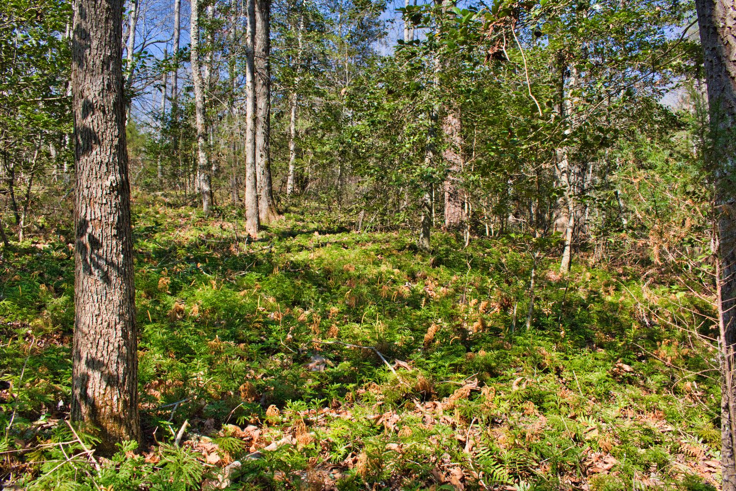 Hearthstone Ridge, Union Mills, NC